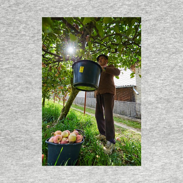 Senior farmer picking apples by naturalis